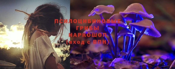 прущие грибы Новозыбков